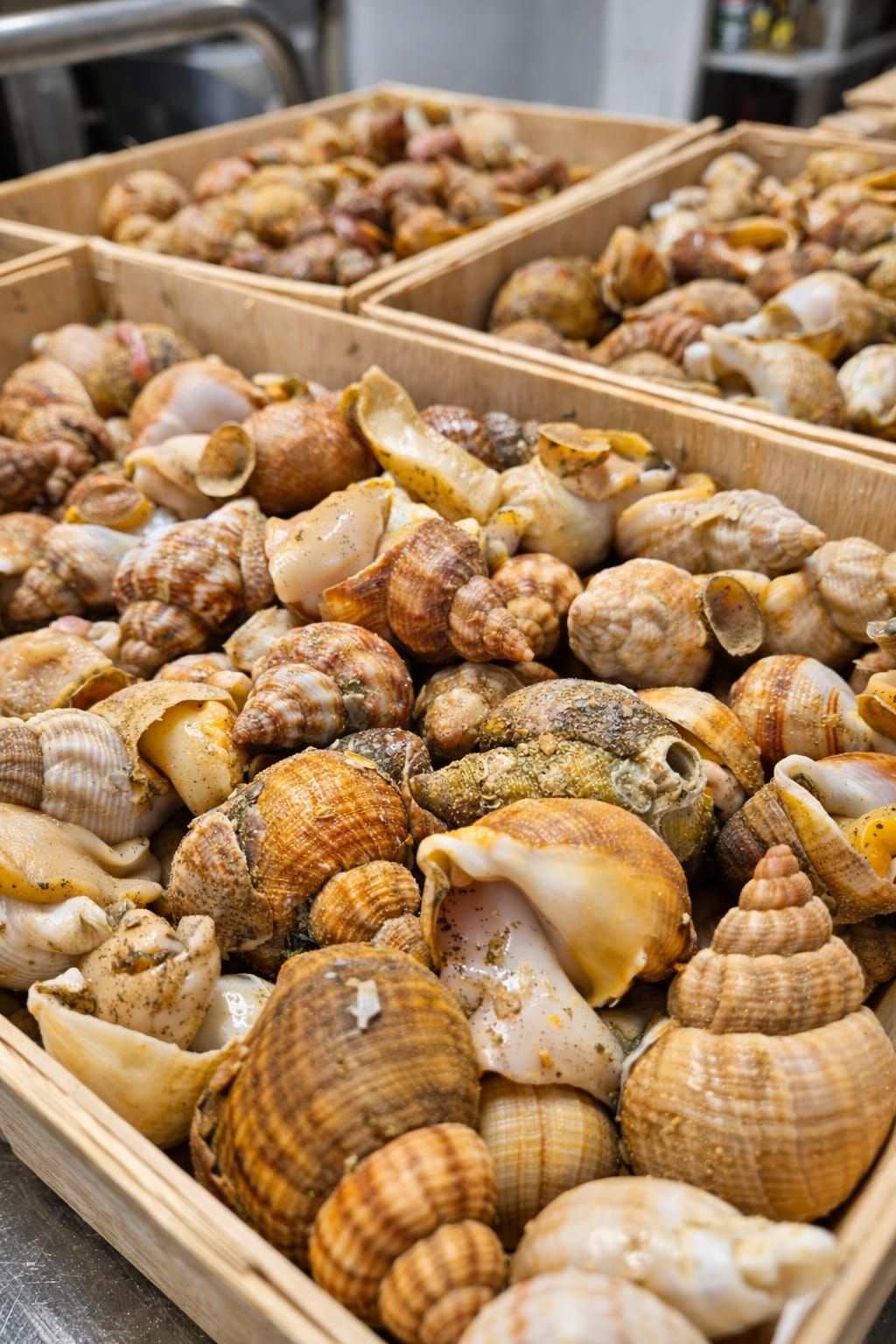 Cageots de bulots et bigorneaux frais