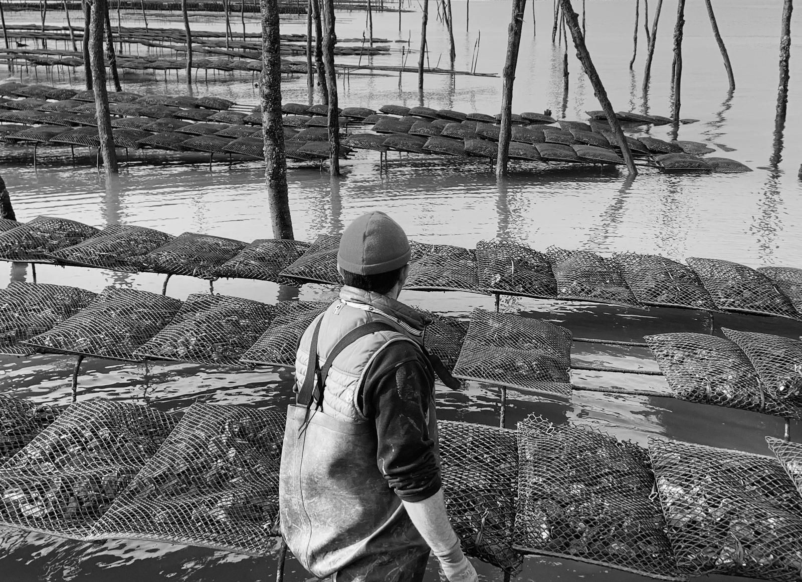 Ostréiculteur devant les parcs à huîtres du Bassin d'Arcachon à marée basse